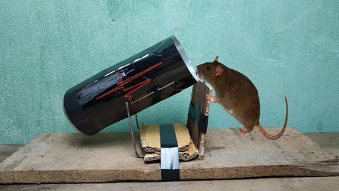 老鼠的手游_老鼠单机游戏_手机游戏小老鼠