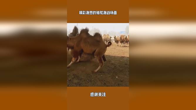 探索视角变化：解密骆驼趾视频的神秘魅力与制作技巧