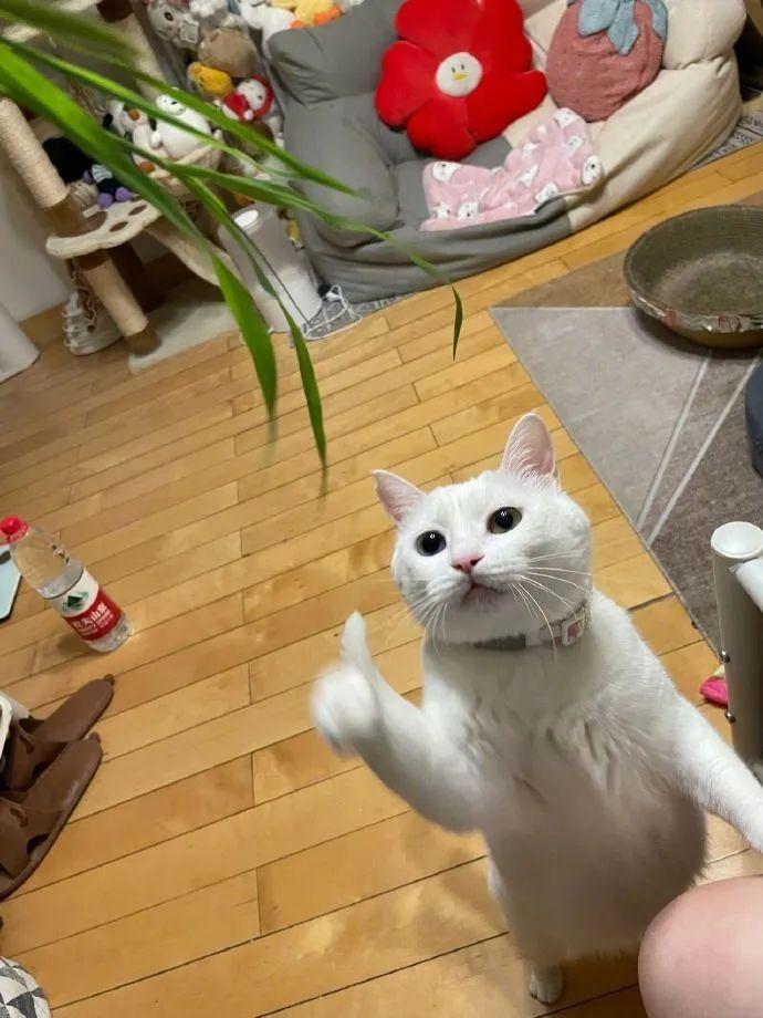 爆笑吃鸡搞笑视频_手机游戏搞笑吃鸡视频下载_搞笑吃鸡视频大全视频