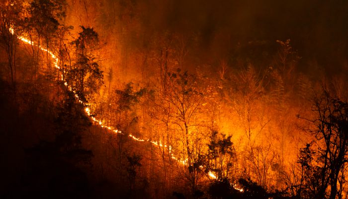 陆地生态系统与保护学报_陆地生态系统的主要类型_陆地生态系统