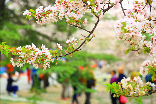 樱花任务_樱花任务_樱花任务