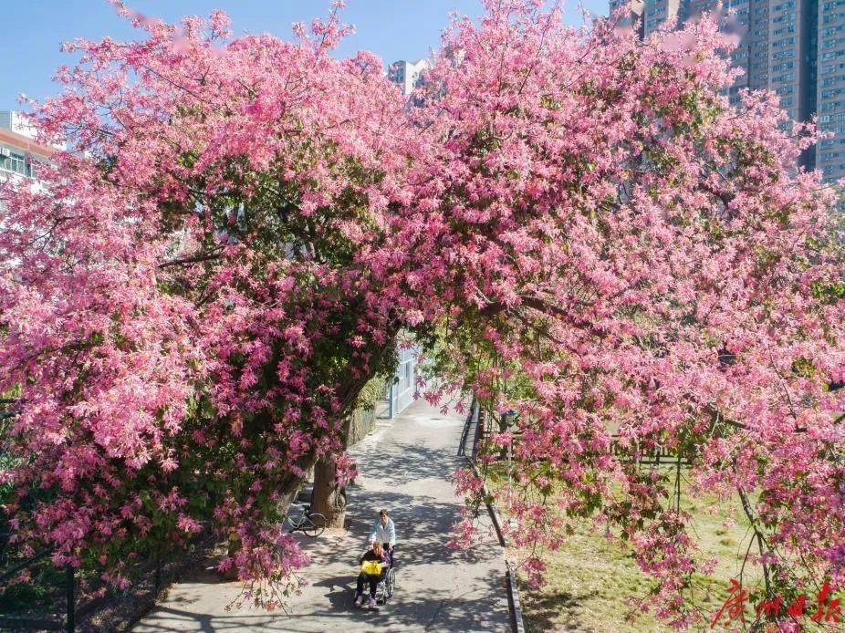 花园墙外-春意盎然，墙内花开墙外景，探索未知世界的自由与激动