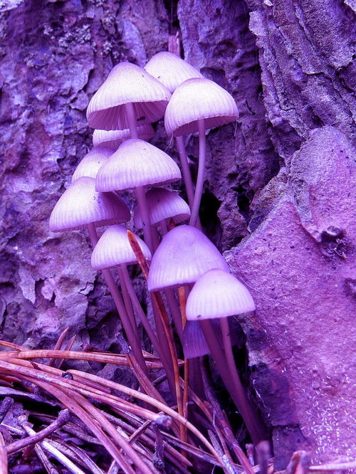 蘑菇英雄MushroomHeroes中文版下载apk安卓 