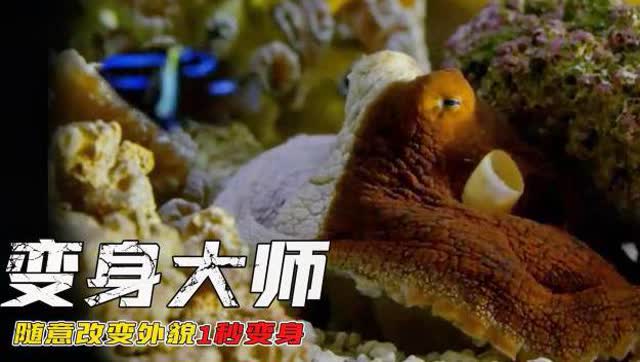 植物变异大招版 