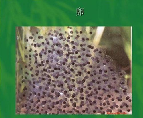 龙虾大战蝌蚪 