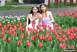 群芳争艳