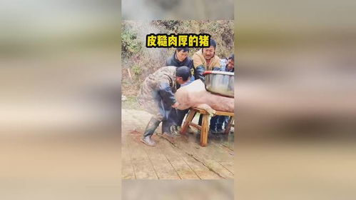 皮糙肉厚