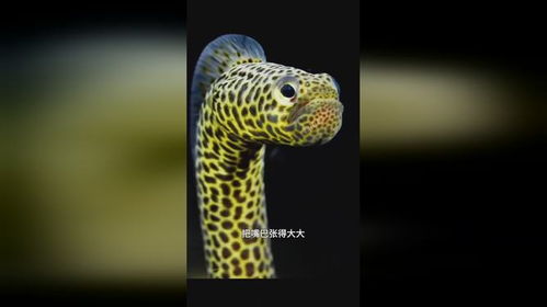 摇曳露营正式版下载安装 