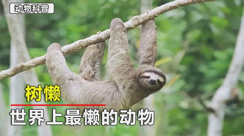树懒Acc官方版 