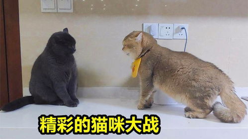 躲猫猫大挑战 