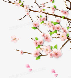 我的桃花运 