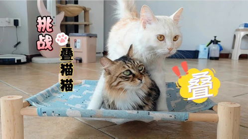 躲猫猫派对模拟 