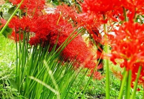 绝情花
