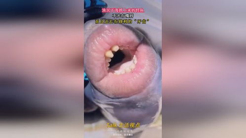 锋利的大剑  锋利的大剑