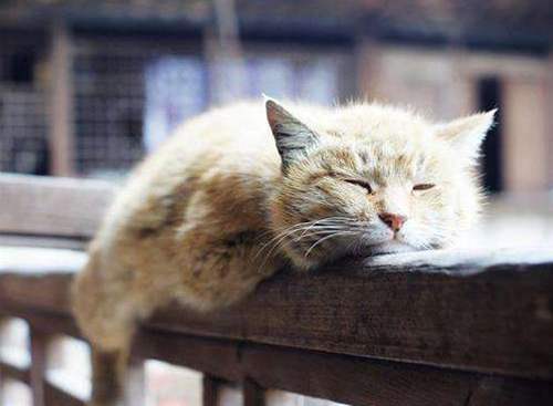 小学生逃亡离家出走  小学生逃亡离家出走