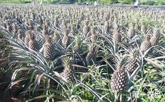 怎么样才能不当社畜:妻子的故事  怎么样才能不当社畜:妻子的故事