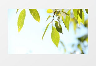 小叶子架子鼓官网版 